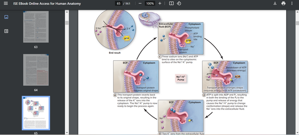 Human Anatomy 6th Edition Searchable PDF